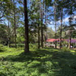 Image of mature trees in this lot for sale in Altos del Maria