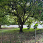Chain-link fence marking the boundary of the shaded Altos del Golf lot next to a neighboring lawn.