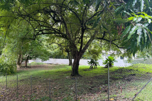 Chain-link fence marking the boundary of the shaded Altos del Golf lot next to a neighboring lawn.